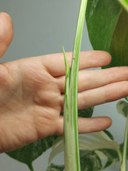 Monstera Variegata (zum aussuchen)