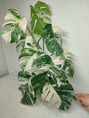 Monstera Variegata (zum aussuchen)