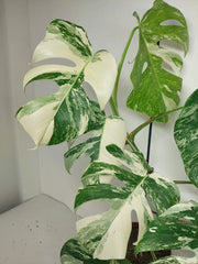 Monstera Variegata (zum aussuchen)