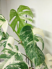 Monstera Variegata (zum aussuchen)