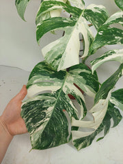 Monstera Variegata (zum aussuchen)