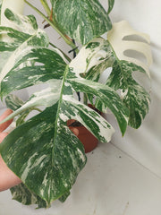 Monstera Variegata (zum aussuchen)