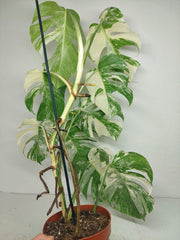 Monstera Variegata (zum aussuchen)