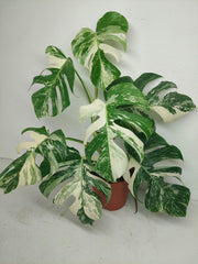 Monstera Variegata (zum aussuchen)