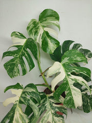 Monstera Variegata (zum aussuchen)