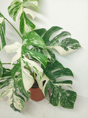 Monstera Variegata (zum aussuchen)