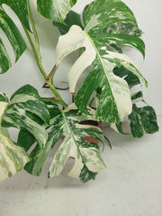 Monstera Variegata (zum aussuchen)