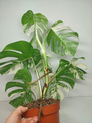 Monstera Variegata (zum aussuchen)