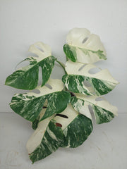 Monstera Variegata (zum aussuchen)