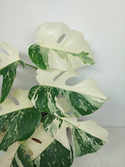 Monstera Variegata (zum aussuchen)