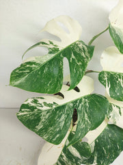 Monstera Variegata (zum aussuchen)
