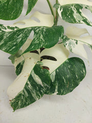 Monstera Variegata (zum aussuchen)