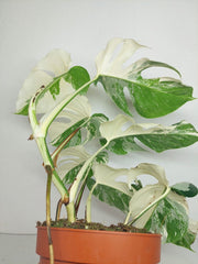 Monstera Variegata (zum aussuchen)
