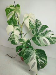 Monstera Variegata (zum aussuchen)