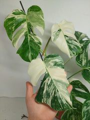 Monstera Variegata (zum aussuchen)