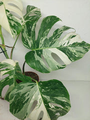 Monstera Variegata (zum aussuchen)
