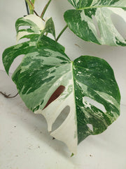Monstera Variegata (zum aussuchen)