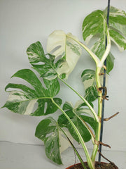 Monstera Variegata (zum aussuchen)
