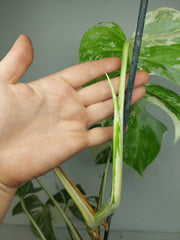Monstera Variegata (zum aussuchen)
