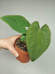 Anthurium Papillilaminum x Dressleri