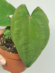Anthurium Papillilaminum x Dressleri