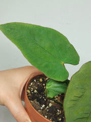 Anthurium Papillilaminum x Dressleri