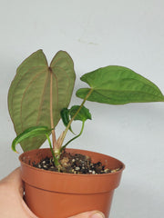 Anthurium Papillilaminum x Dressleri