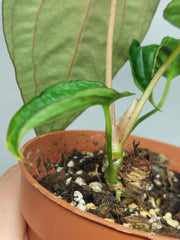 Anthurium Papillilaminum x Dressleri