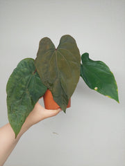 Anthurium Papillilaminum x Dressleri