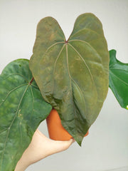 Anthurium Papillilaminum x Dressleri