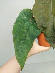 Anthurium Papillilaminum x Dressleri