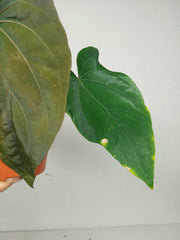 Anthurium Papillilaminum x Dressleri