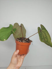 Anthurium Papillilaminum x Dressleri