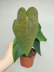 Anthurium Papillilaminum x Dressleri