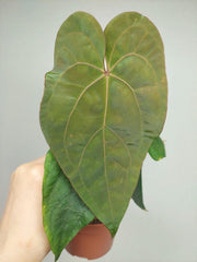 Anthurium Papillilaminum x Dressleri