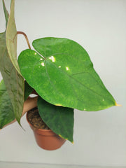 Anthurium Papillilaminum x Dressleri