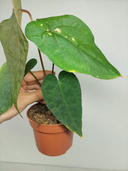 Anthurium Papillilaminum x Dressleri