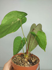 Anthurium Papillilaminum x Dressleri