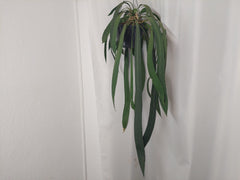Anthurium Vittarifolium groß