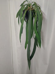 Anthurium Vittarifolium groß