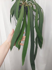 Anthurium Vittarifolium groß