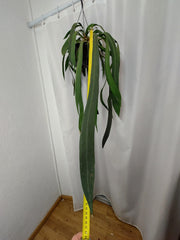 Anthurium Vittarifolium groß