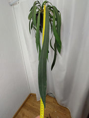 Anthurium Vittarifolium groß