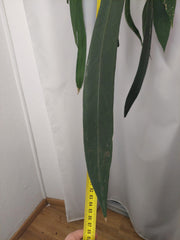Anthurium Vittarifolium groß