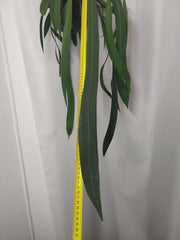 Anthurium Vittarifolium groß