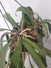 Anthurium Vittarifolium groß