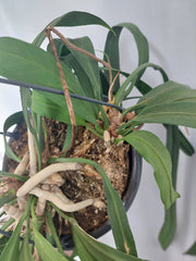 Anthurium Vittarifolium groß