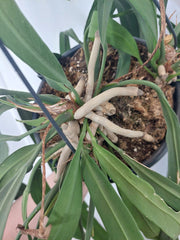 Anthurium Vittarifolium groß
