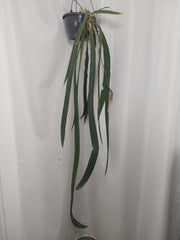 Anthurium Vittarifolium groß