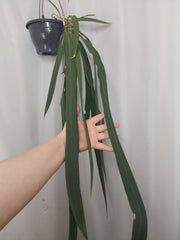 Anthurium Vittarifolium groß